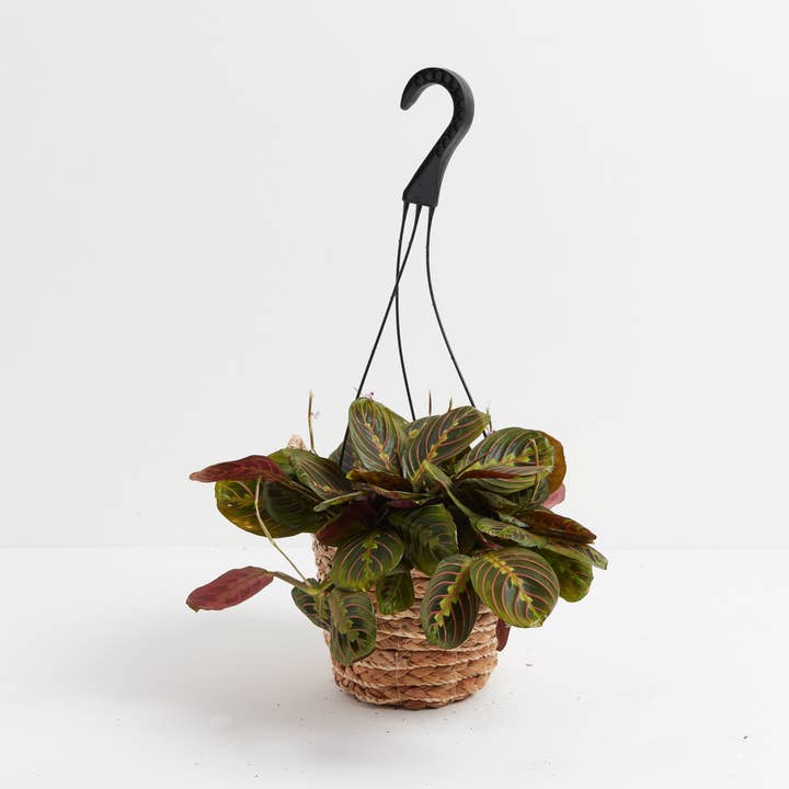 Maranta Red Prayer Plant and other Purchase Wholesale maranta. Free Returns & Net 60 Terms on Faire trending on Faire.