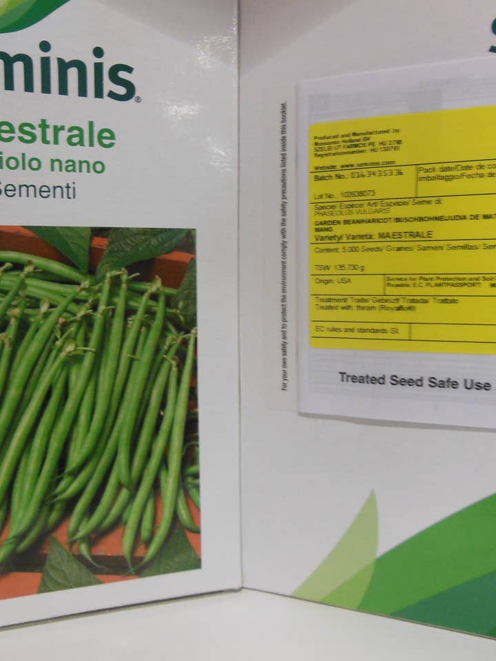 Haricot Nain MGT Maestrale pour la vente par Sementi & Barbatelle