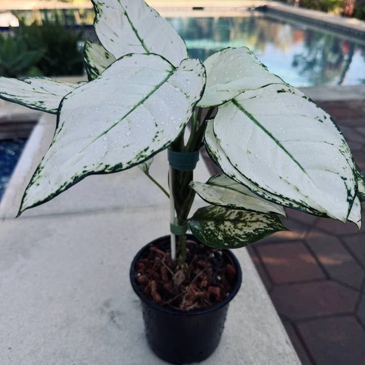 Plant Vault - Wholesale Live Plant - Aglaonema Super White