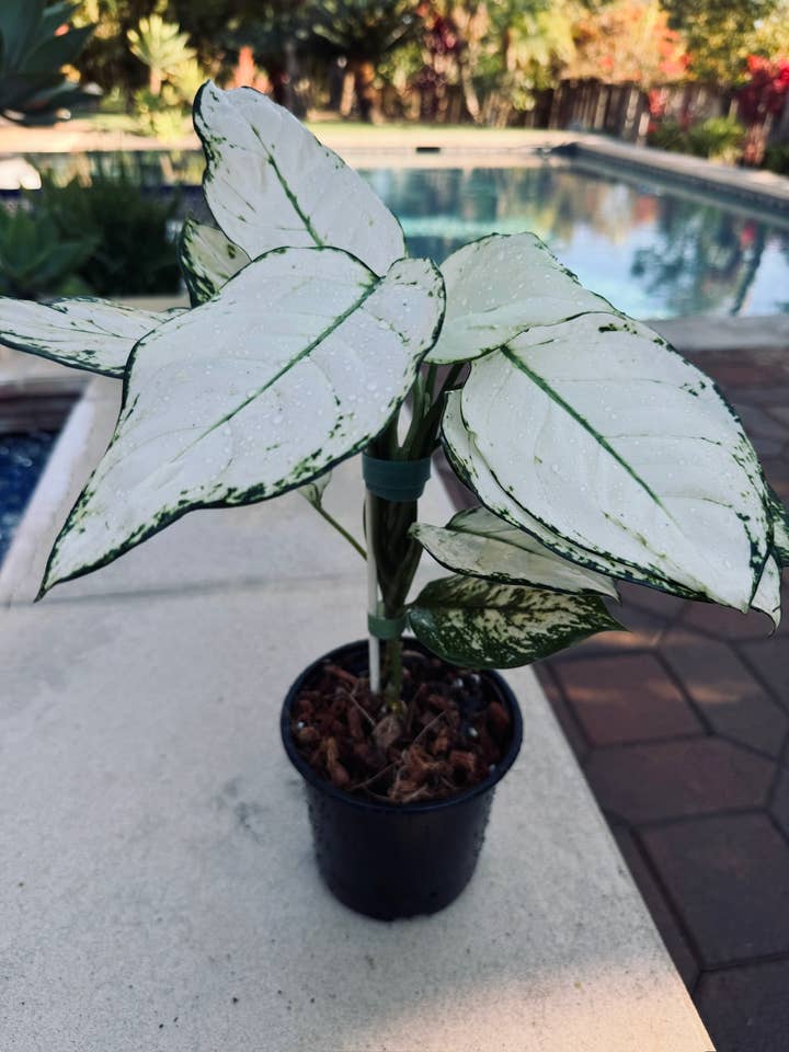 Aglaonema Super White for wholesale by Plant Vault