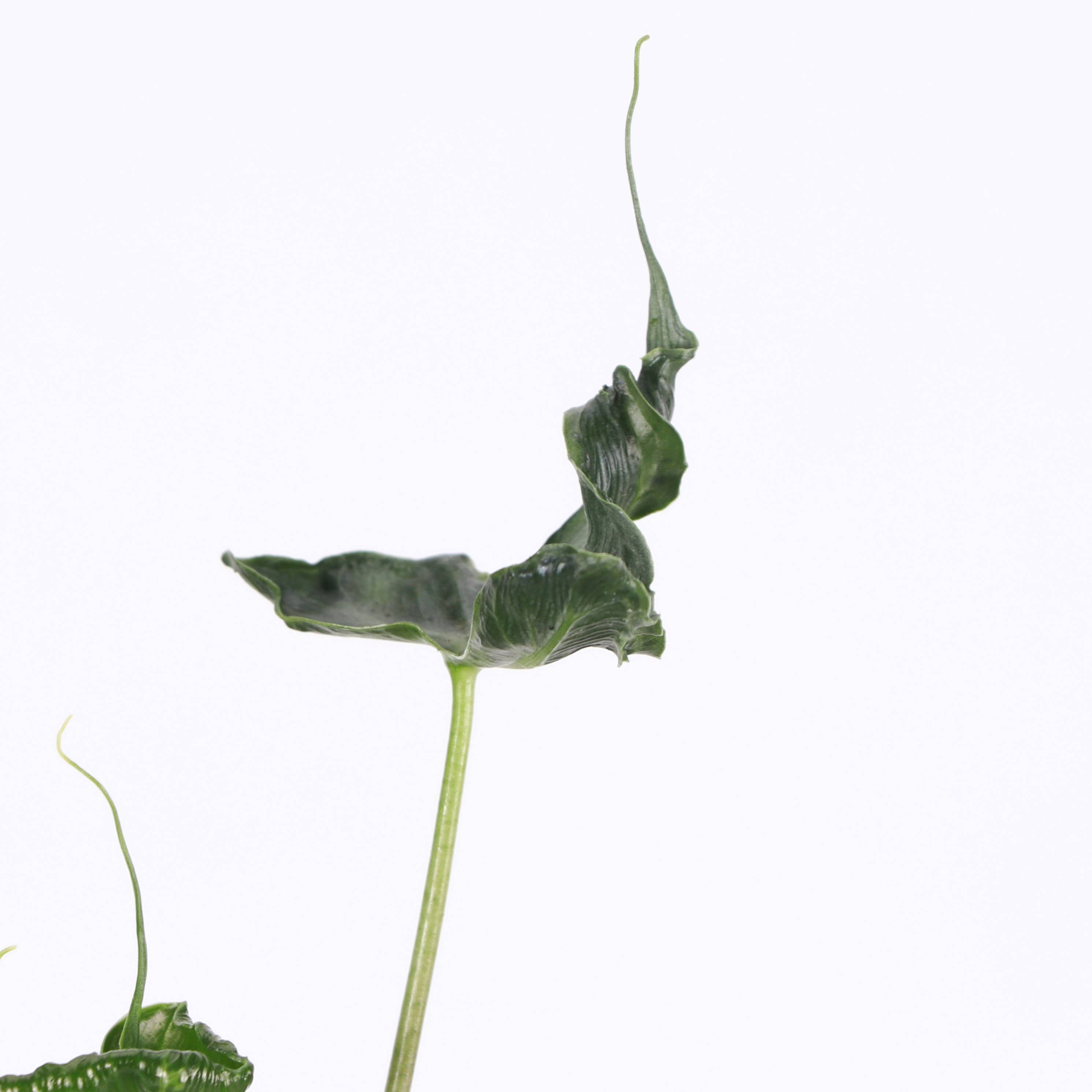 Thorsen's Greenhouse - Wholesale Live Plant - Alocasia Teletubbie - 4" Live Plant - RARE6