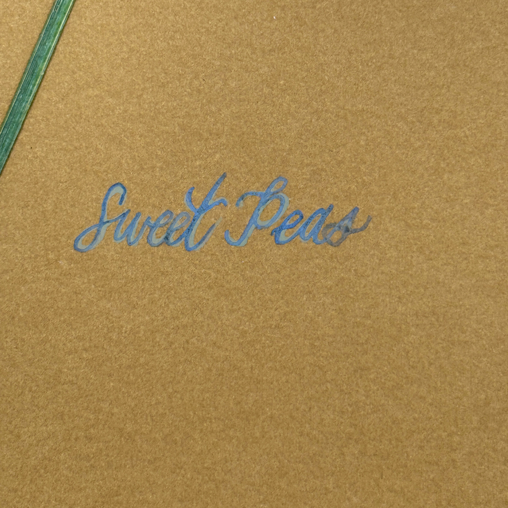 The Fleur De Lis House - Wholesale Sculpture - One-of-a-kind real pressed sweet pea on mustard wall art1