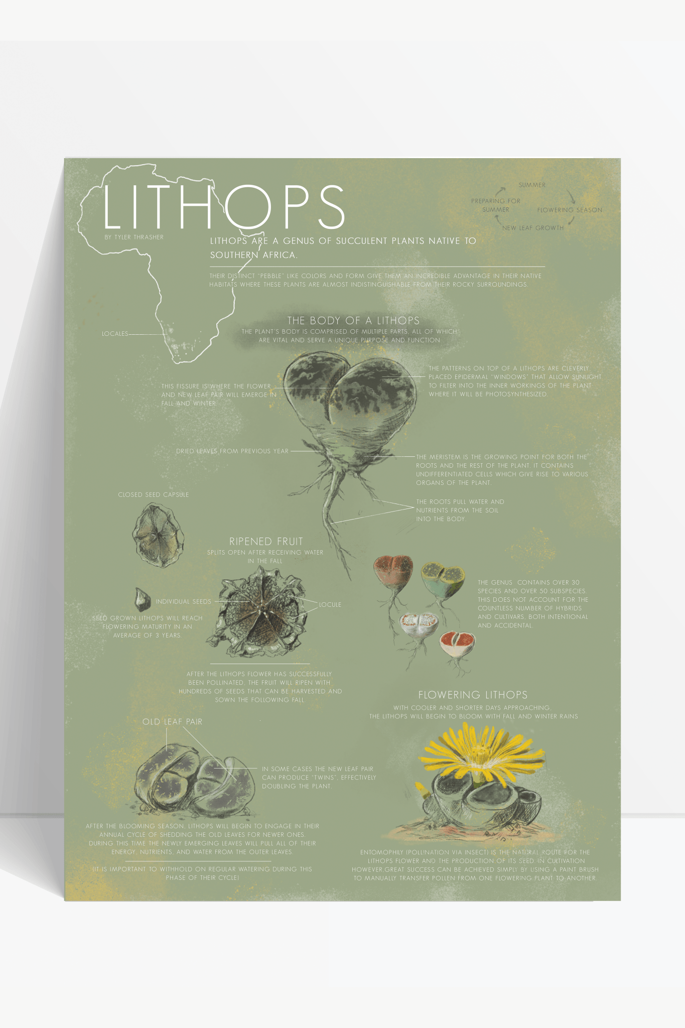 Stemcell Science Shop - Vente Poster - Diagramme du cycle de vie des Lithops0