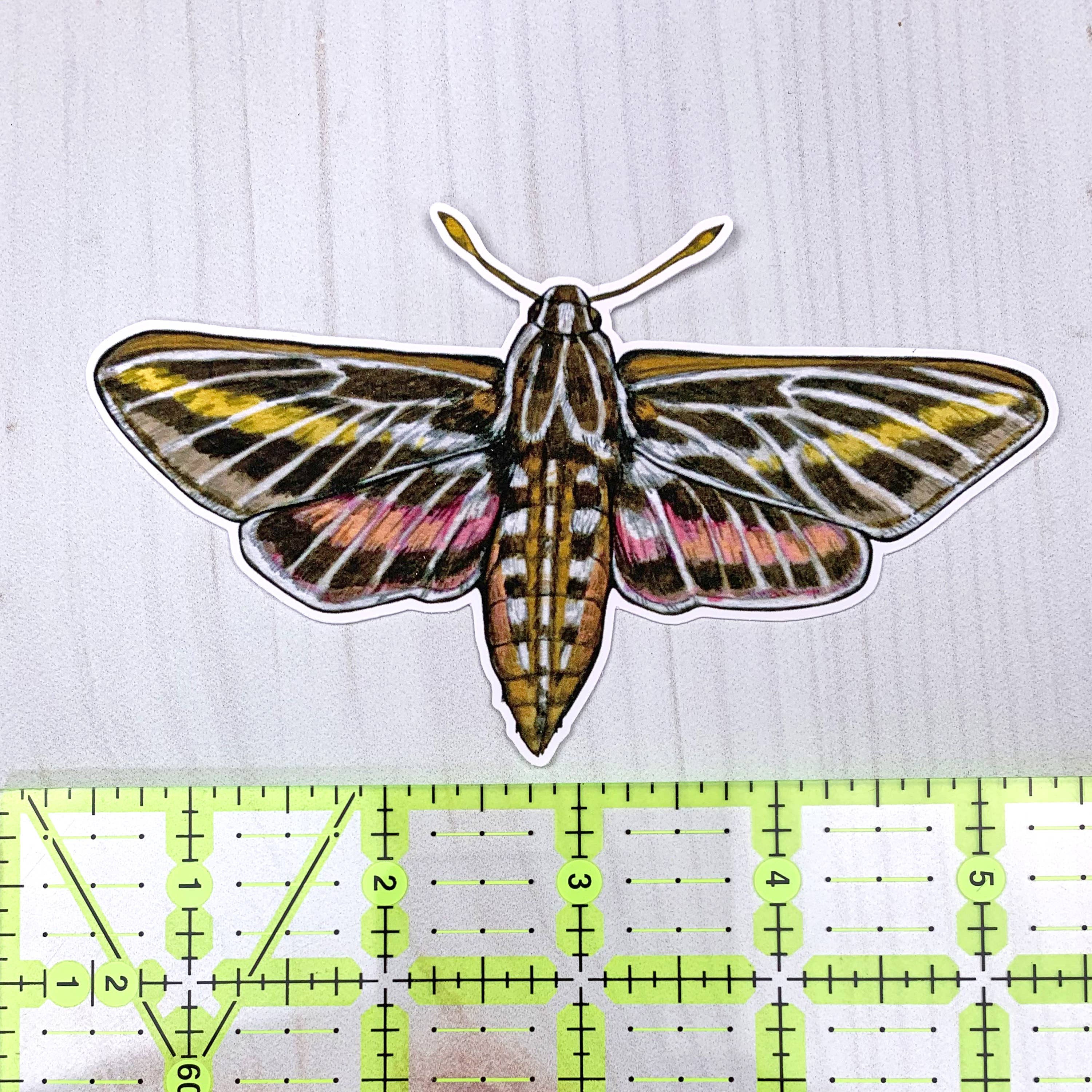 Sarah Draws Things - Wholesale Sticker - White Lined Sphinx Moth Matte Vinyl Sticker2