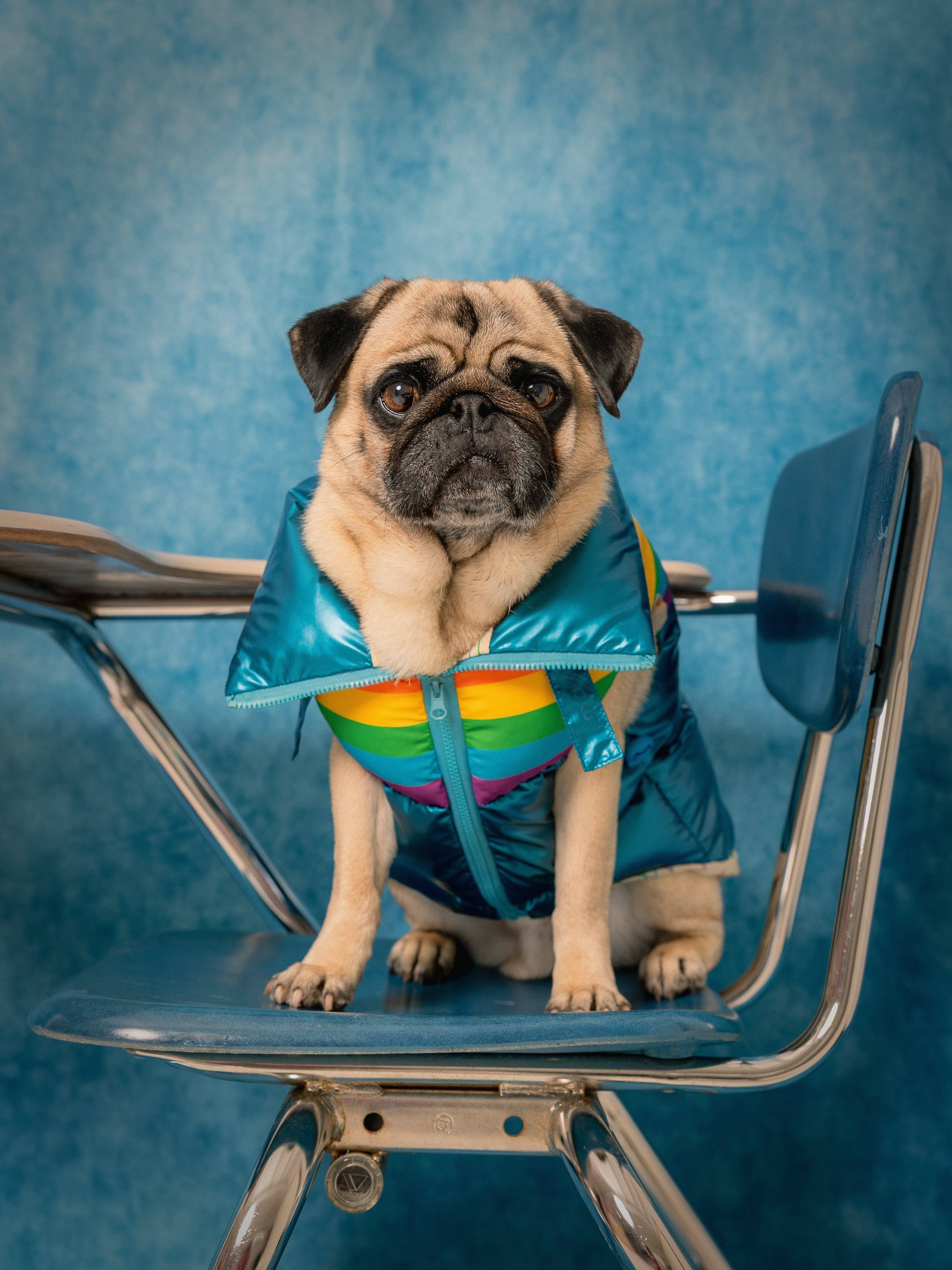 maxbone - Wholesale Pet Vest - Dog - Stranger Things x maxbone WSQK Puffer Vest1