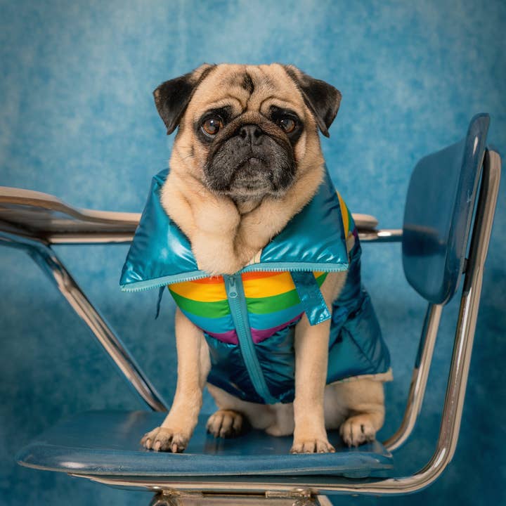 maxbone - Wholesale Pet Vest - Dog - Stranger Things x maxbone WSQK Puffer Vest1