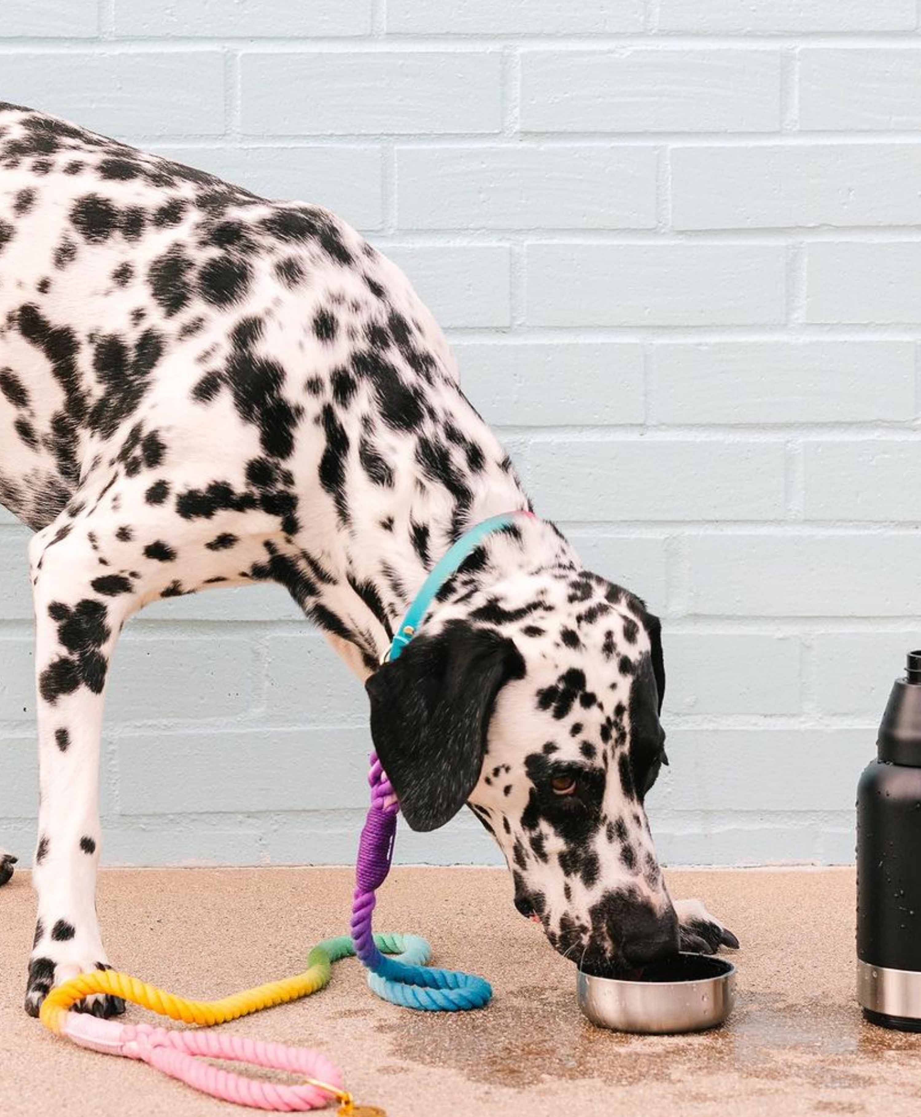 Pink Papyrus | Premium, Durable, & Stylish Dog Products - Wholesale Pet Leash - Dog - Nola Rope Dog Leash | Dog Leash | Rainbow Leash4