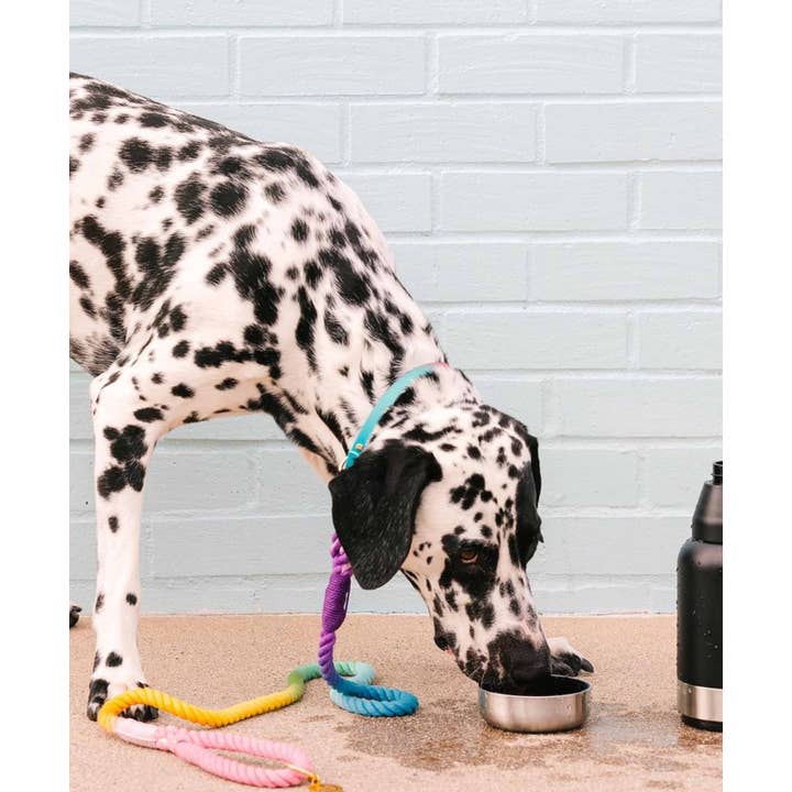 Pink Papyrus | Premium, Durable, & Stylish Dog Products - Wholesale Pet Leash - Dog - Nola Rope Dog Leash | Dog Leash | Rainbow Leash4