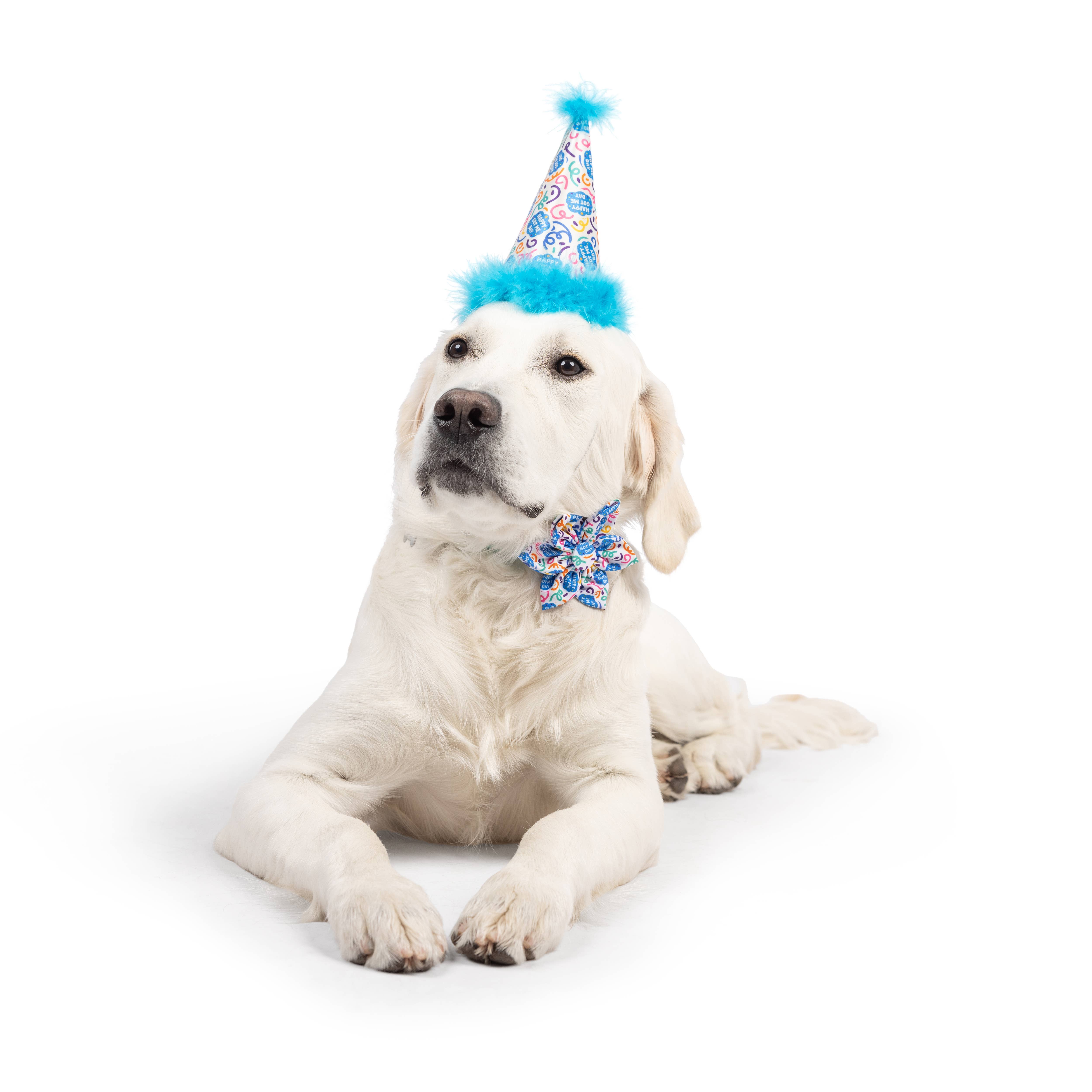 Huxley & Kent - Vente Chapeau – chien - Joyeux jour de Got Me Chapeau de fête avec SnugFit®1