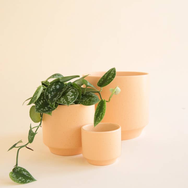 Jungle Club - Wholesale Plant Pot - Parker Planter | Sunset Speckle