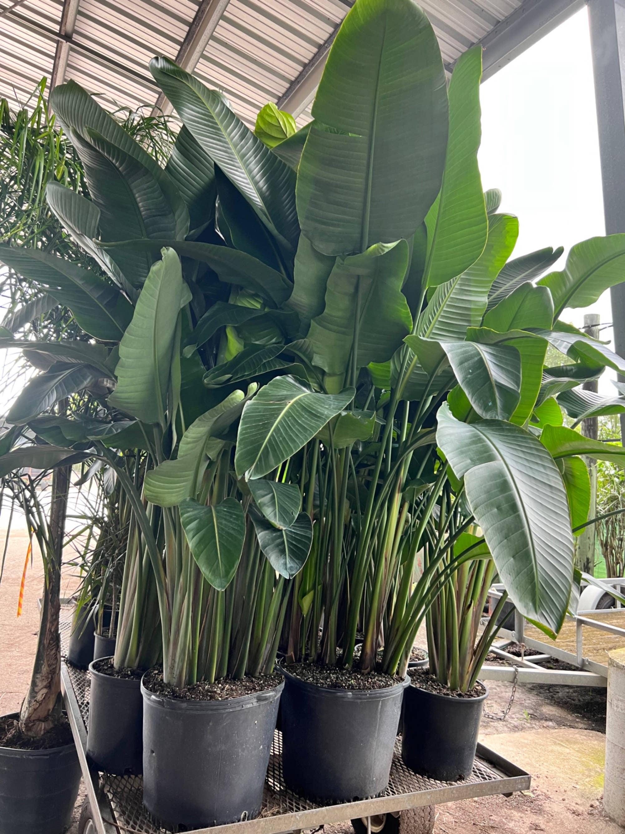 Triad Plants - Vente Plante - 17 pouces Strelitzia Nicolai White Bird of Paradise 4PPP1