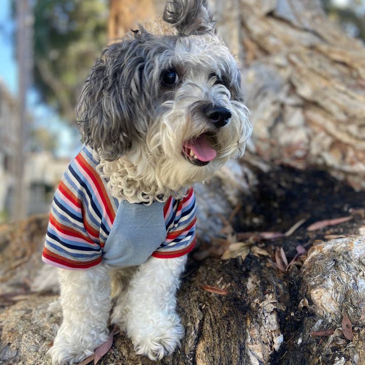 Camiseta escolar Too Cool Fur para venta al por mayor de Wag City Clothing
