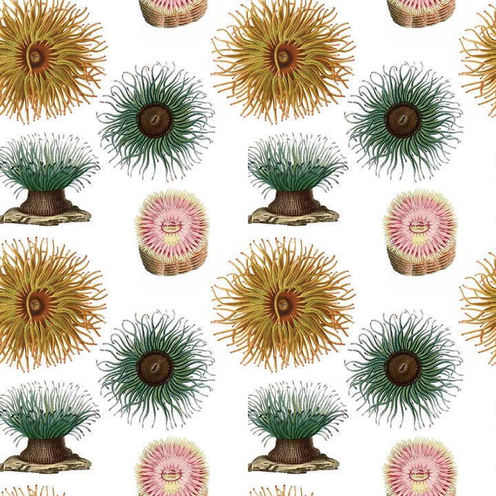 Fairhope Graphics - Vendita all'ingrosso Rotoli di carta da regalo - Carta regalo con anemoni marini
