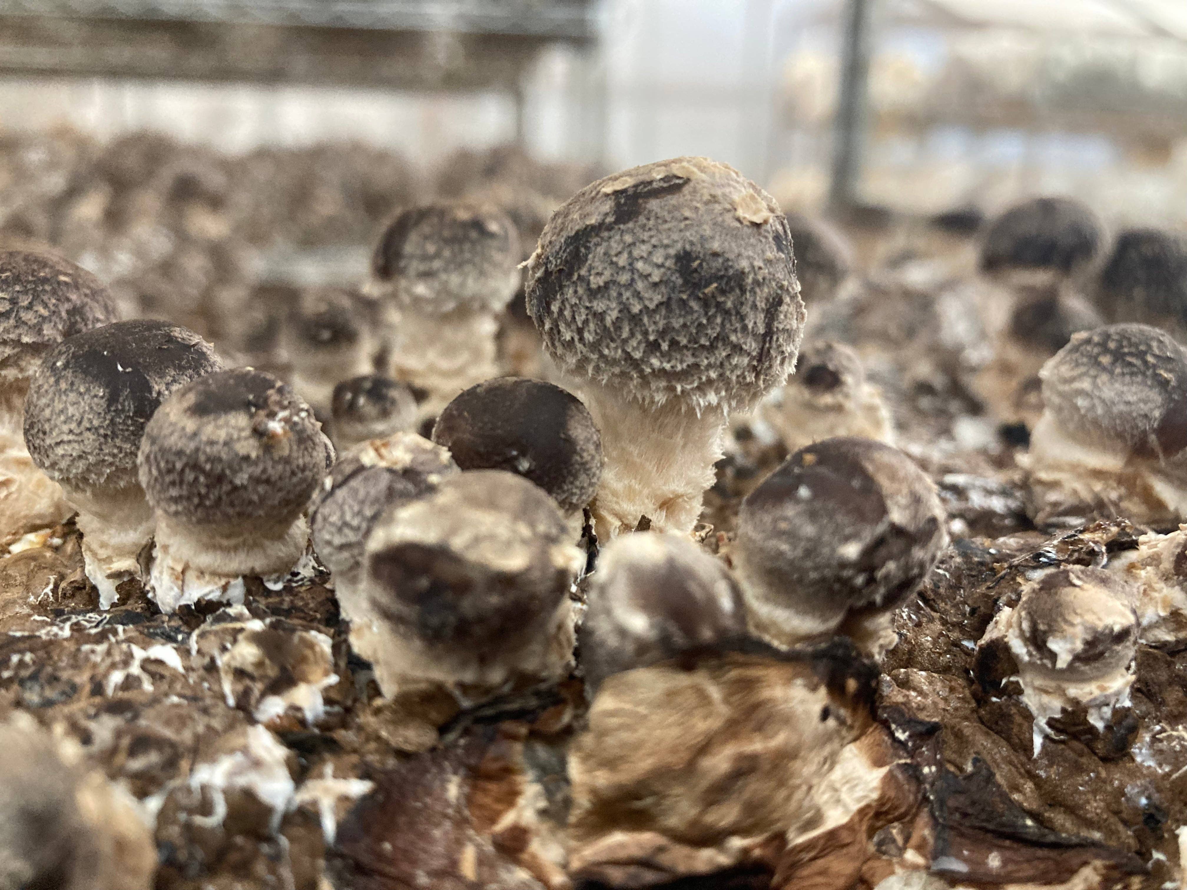 Mycoterra Farm - Vente Coffret de cuisine - Kit de culture de champignons Shiitake2