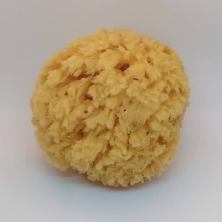 Eponge naturelle pour la vente par Free Mousse