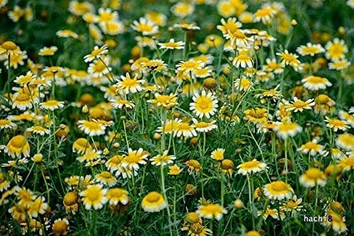 The Rike - Wholesale Plant Seeds - Crown Daisy Seeds Garland Chrysanthemum 3 pack x 3000 seeds6