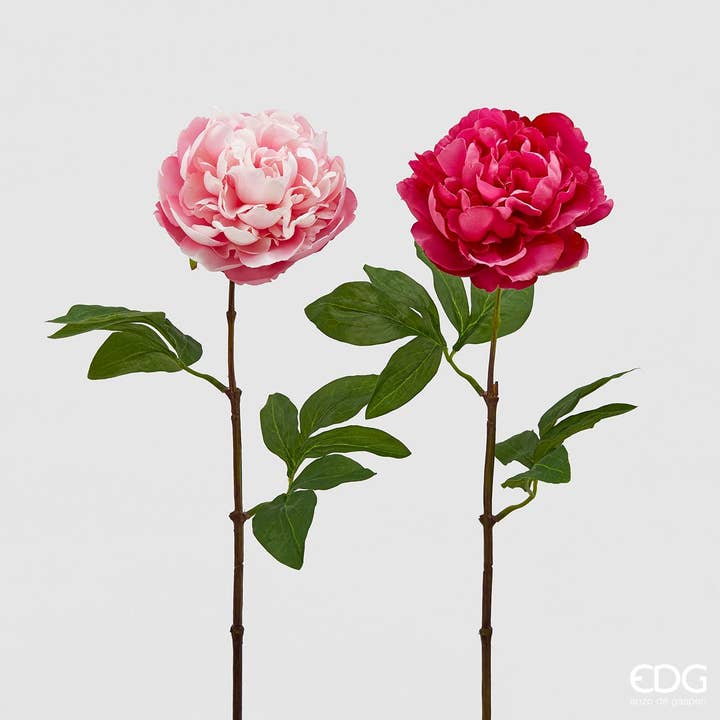 TAK VAN PIOENOLIE voor wholesale door edg