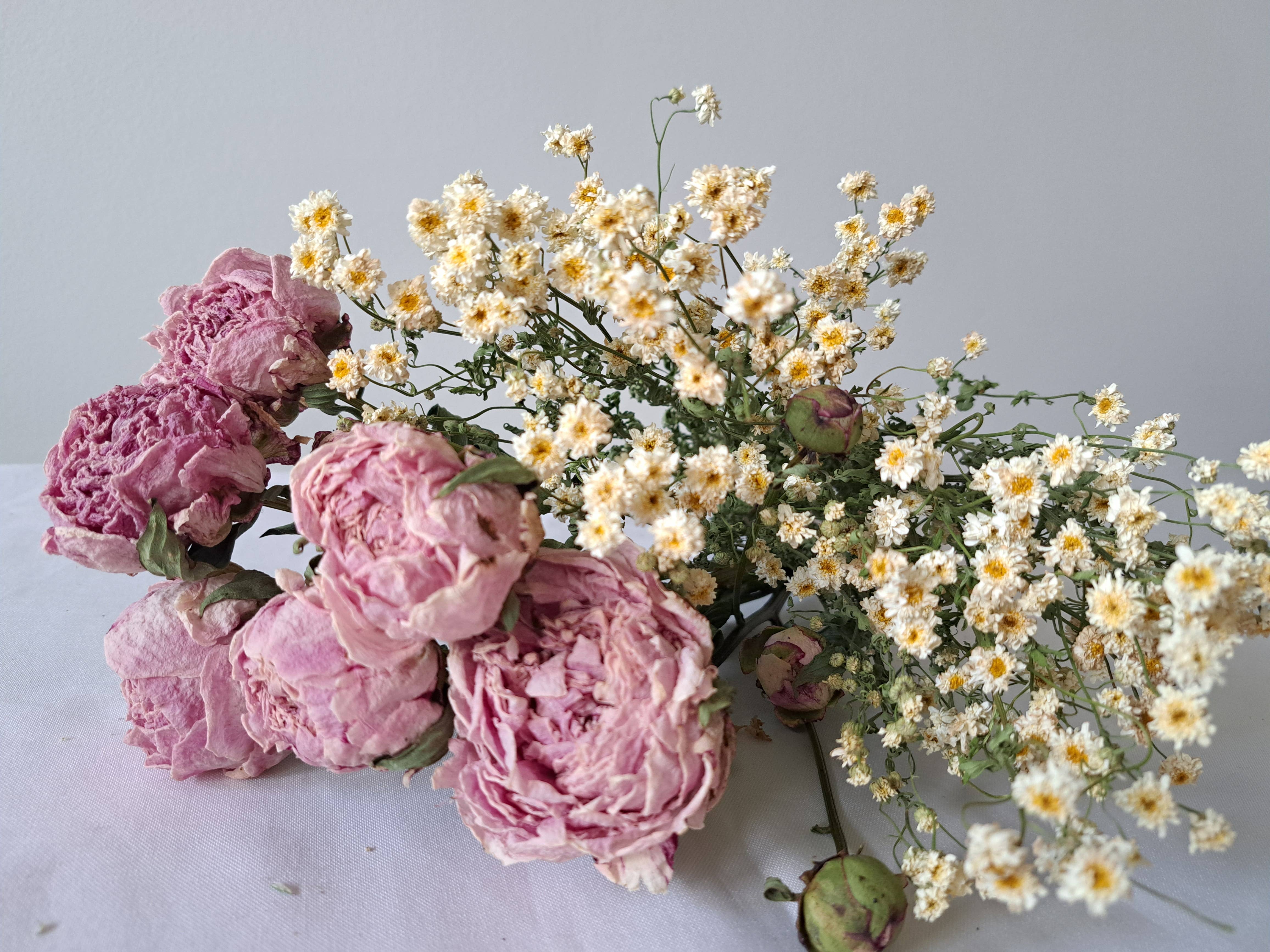 Fence Post Florals – Flores secas/prensadas por atacado – Pivôas Sarah Bernhard3