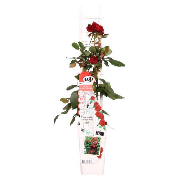 Oasis of Life – Großhandel Künstliche Blumen – Rose Crazy in Love Red – Rote Edelrose – Ø15cm – ↕65cm Höhe – Duftende Gartenrose mit samtroten Blüten – Für Terrasse, Balkon & Garten1