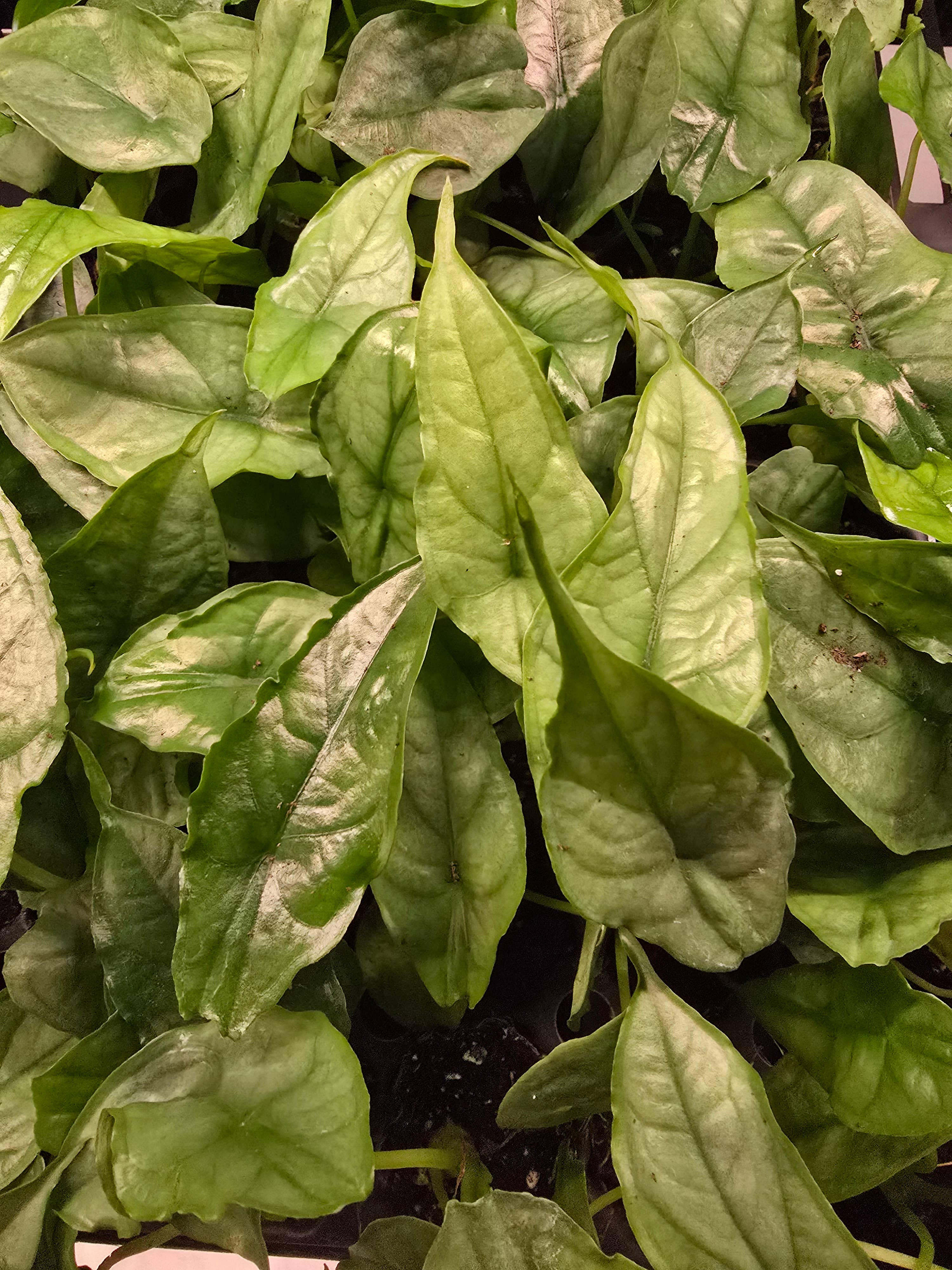 Dick's Sticks and Exotics - Wholesale Live Plant - Growers Choice Mega Mix. Unpotted. 5