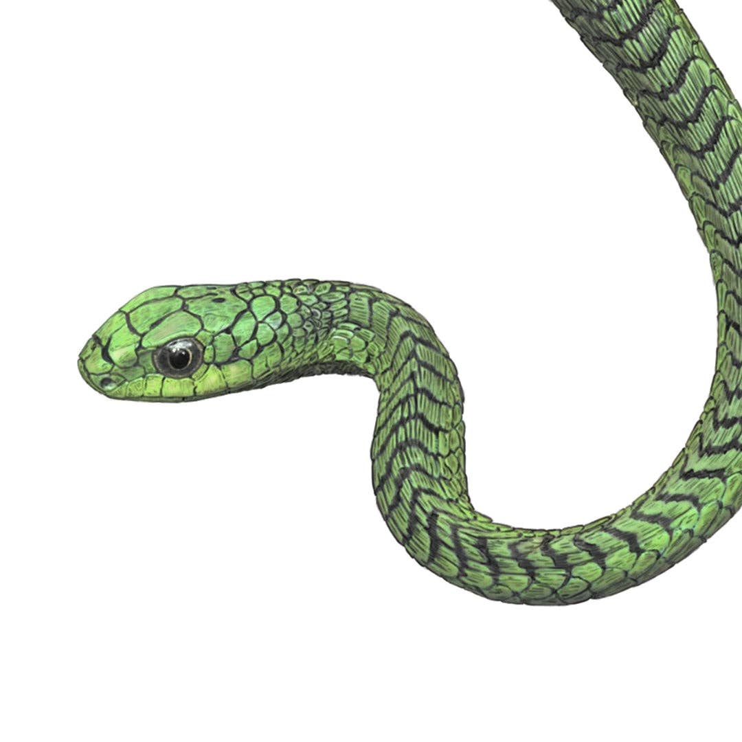 Hidden Planet - Vente Affiche d'art - Boomslang - Impression A4 (portrait)1