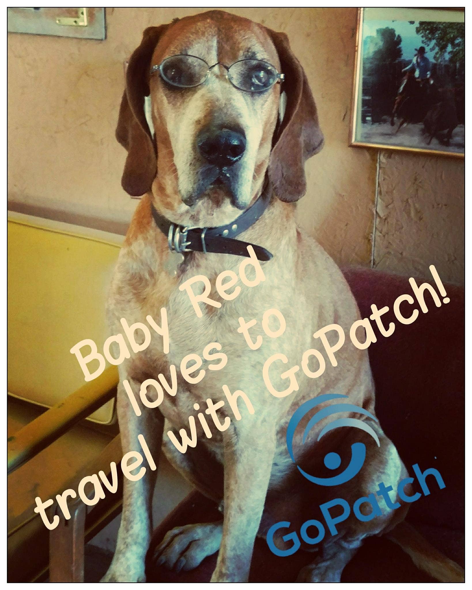 GoPatch – wholesale Pet supplement – Cat/dog – Pets- Motion Sickness, Anxiousness + Tummy Relief1