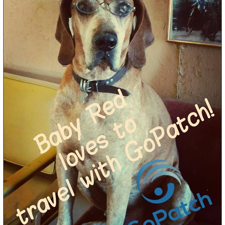 GoPatch – wholesale Pet supplement – Cat/dog – Pets- Motion Sickness, Anxiousness + Tummy Relief1