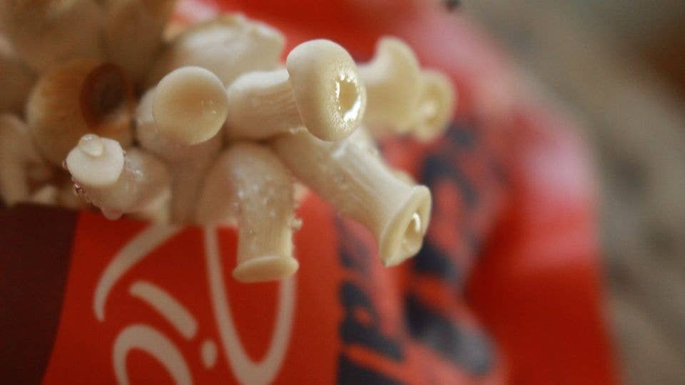 The Mushroom Conservatory LLC - Venta al por mayor Kit de cocina - Paquete variado de 12 kits para cultivar setas gourmet comestibles DIY4