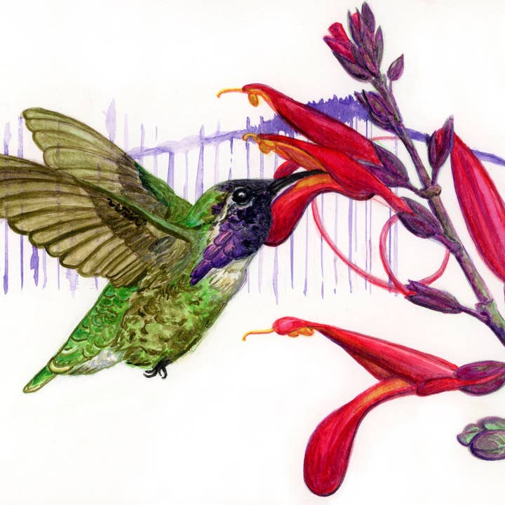 Costa's Hummingbird Fine Art Print for wholesale by Heart Compass Creative