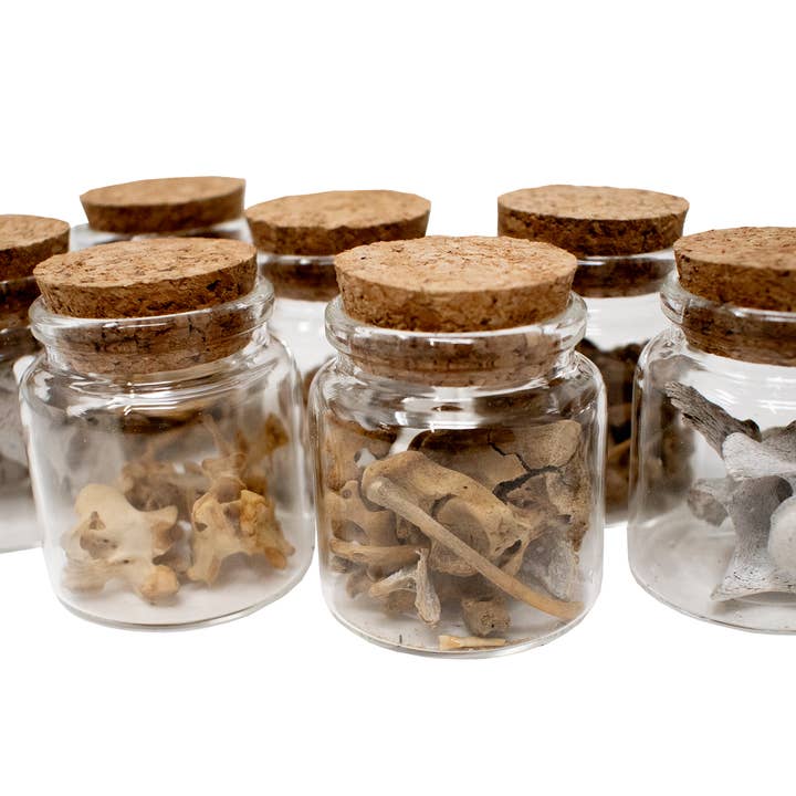 jar of bones or teeth for wholesale by Oreamnos Oddities