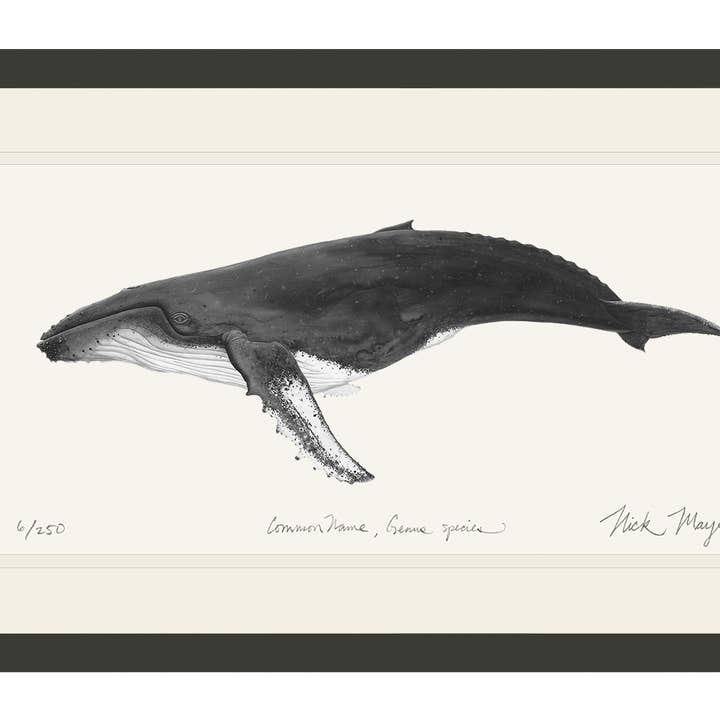 Impression Édition Limitée Baleine à Bosse (N&B) pour la vente par Nick Mayer Art