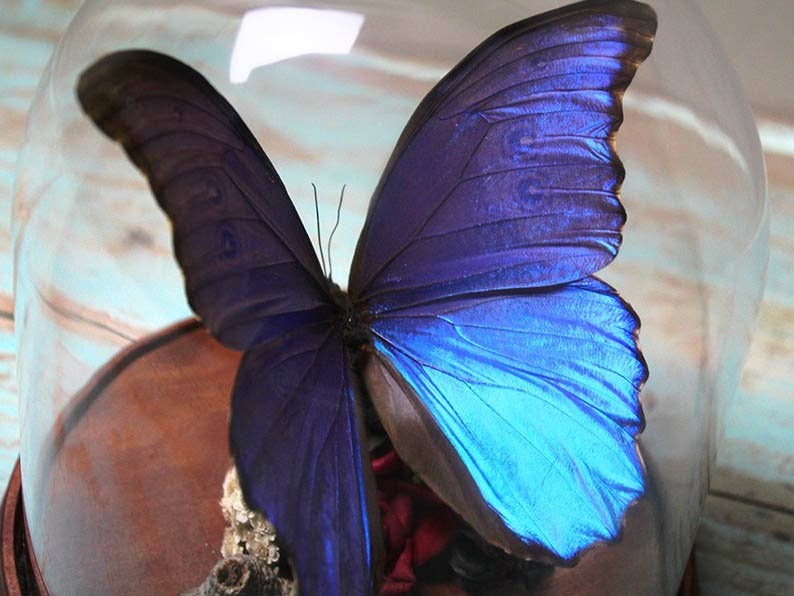Newman Art Designs - Wholesale Decorative Tabletop Object - Beautiful Blue Morpho Didius Butterfly in Dome Insect Decoration Home Decor Art Taxidermy Real Bug Artistic Beauty House1
