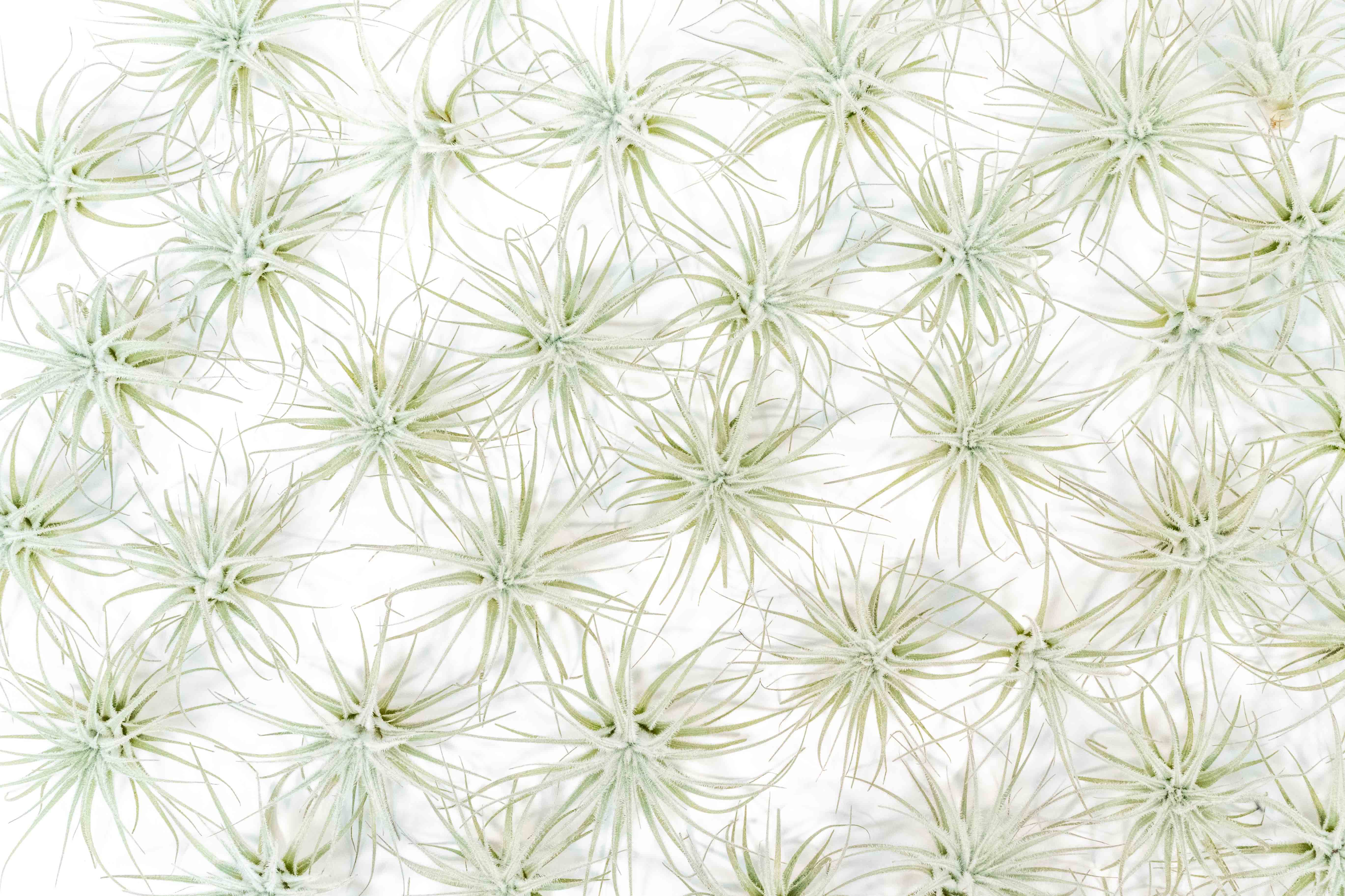 Air Plant Shop - Wholesale Live Plant - Small Tillandsia Tectorum Ecuador Air Plants (24)4