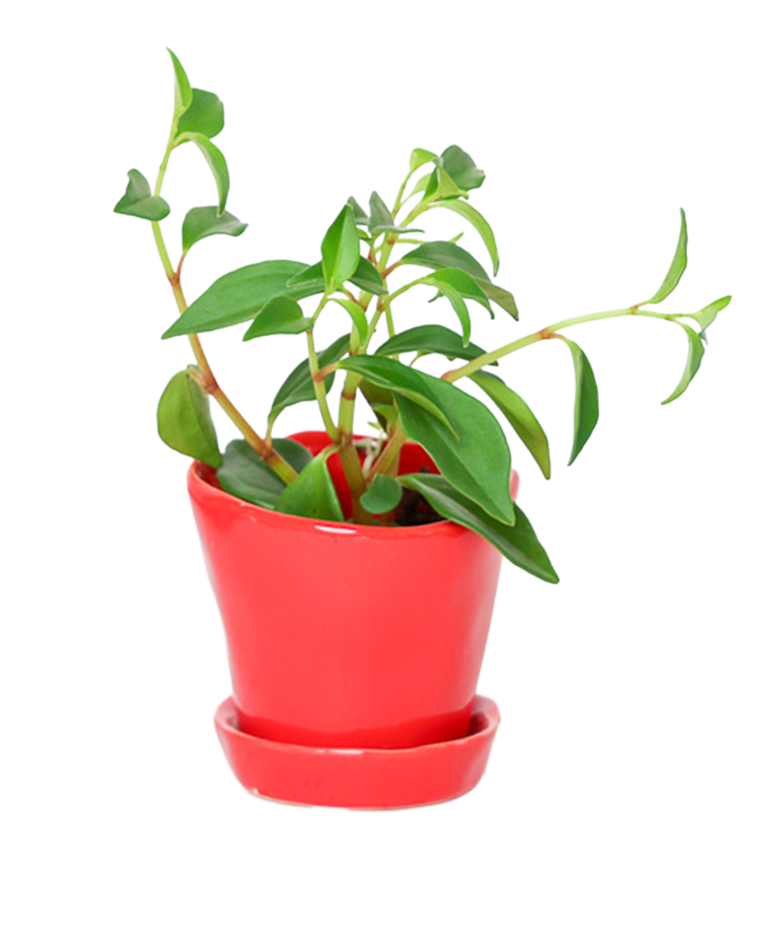 Chive - Wholesale Plant Pot - Tika Ceramic Pots With Saucer And Drainage Hole - 3"14