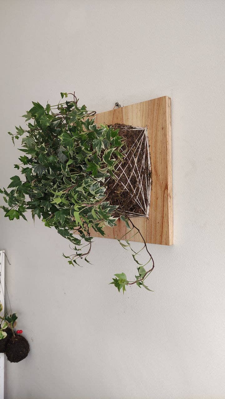 Fios Jardins Suspensos - Wholesale Wall Planter - Living painting with Hedera Helix | Hera3