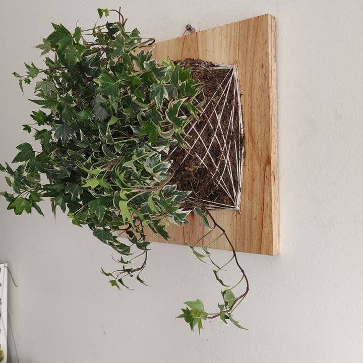 Fios Jardins Suspensos - Wholesale Wall Planter - Living painting with Hedera Helix | Hera3