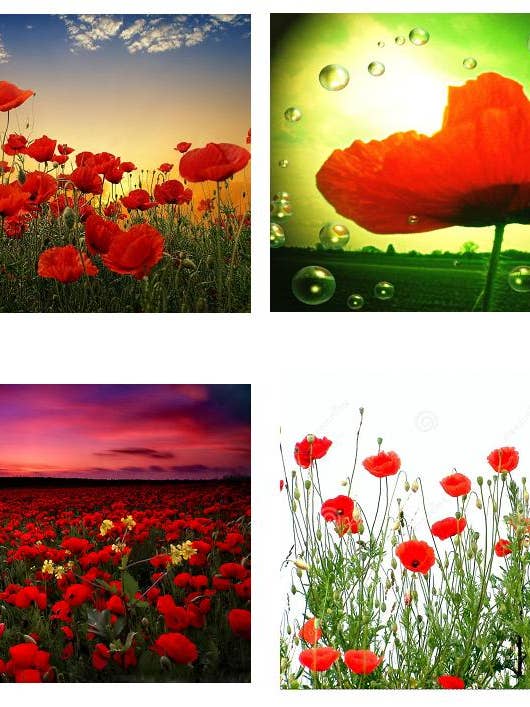 4er-Set Kunststoff-Tischsets Mohnblumen für den Großhandel von DB GROUP SRL