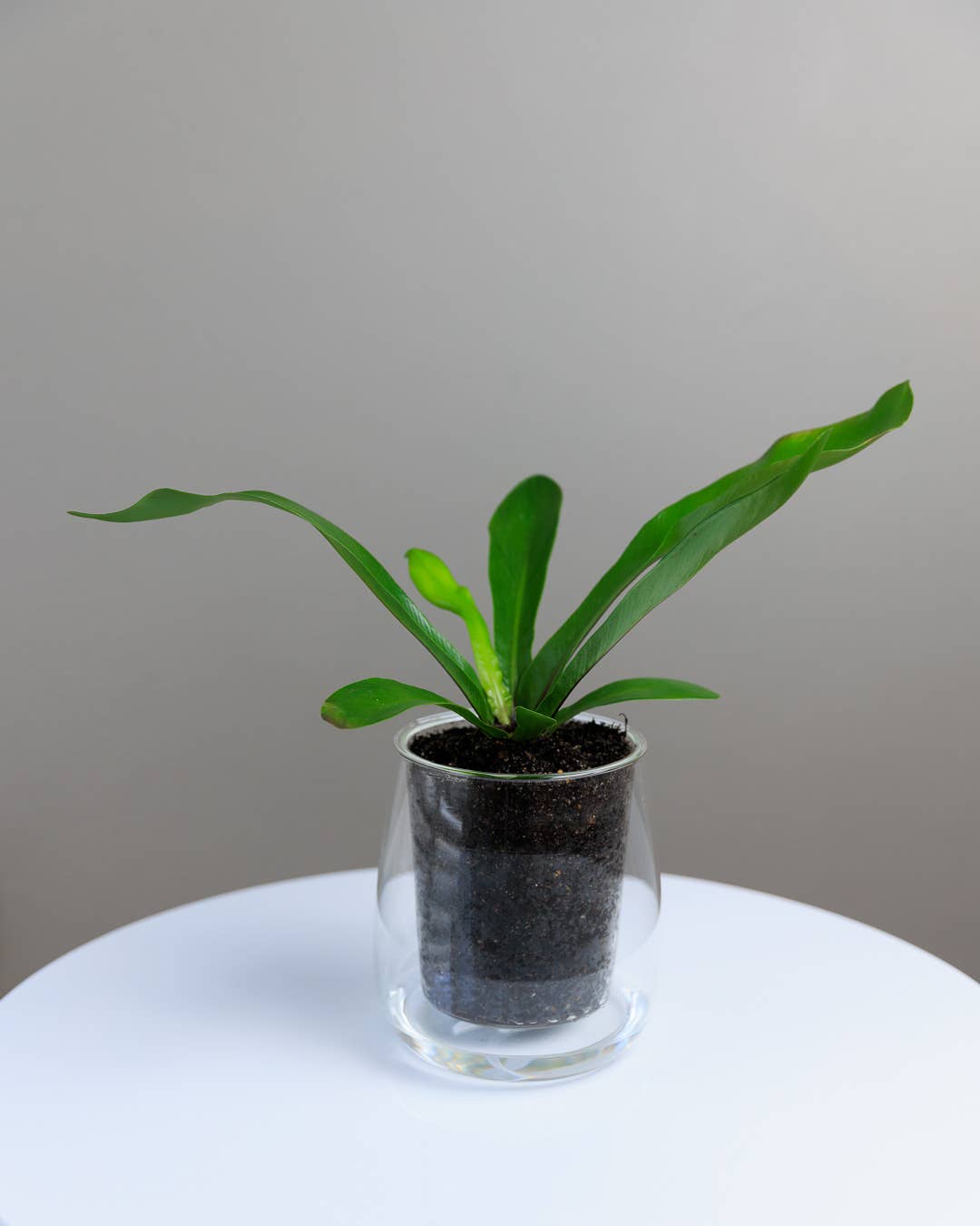 CUP O FLORA® - Wholesale Plant Pot - Large Self-watering Planter6