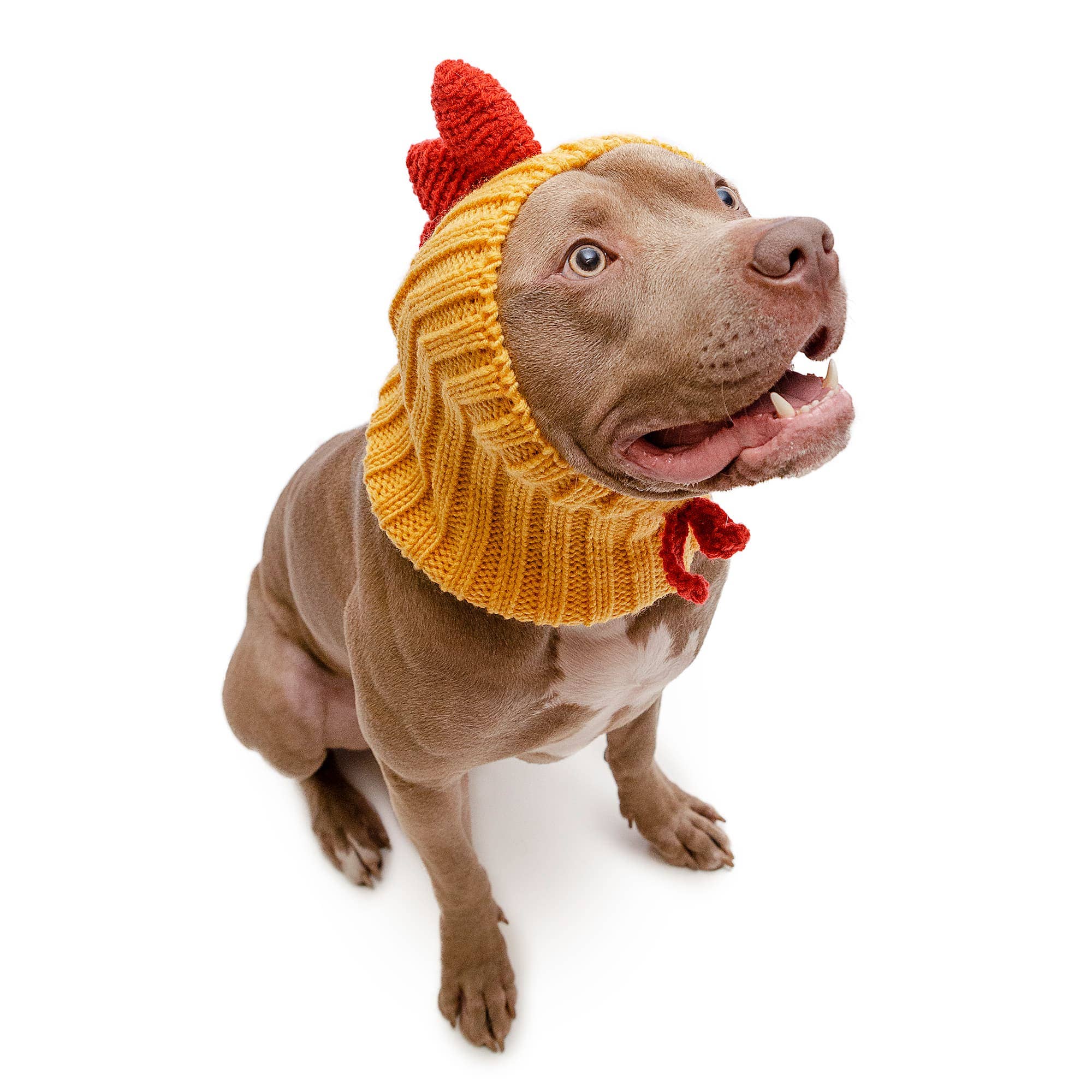 Zoo Snoods – wholesale Pet snood – Dog – Yellow Rooster Dog Snood10
