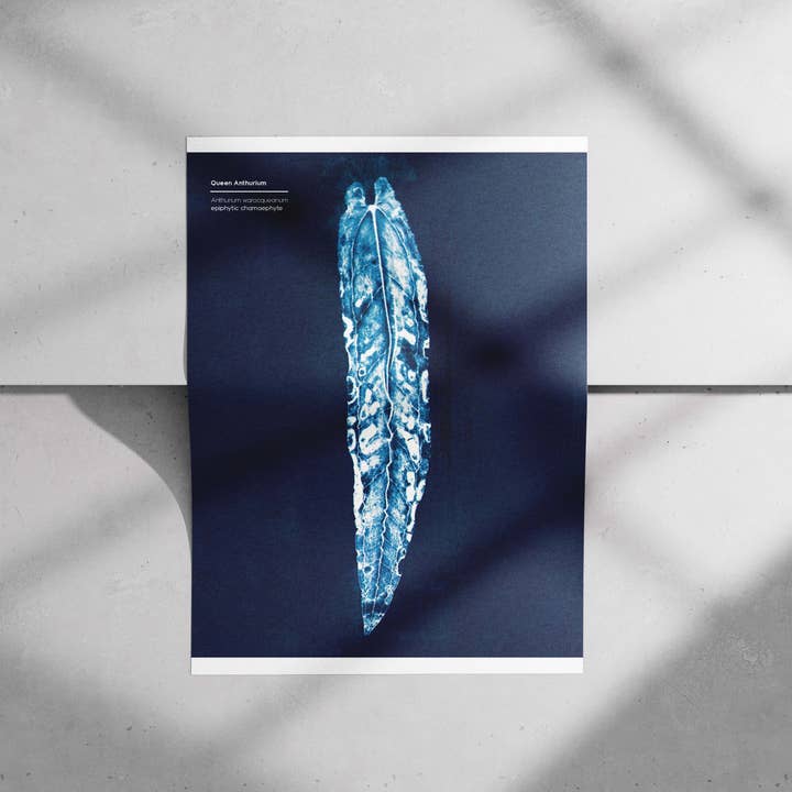 Queen Anthurium Warocqueanum Print for wholesale by Punch Kiss Press