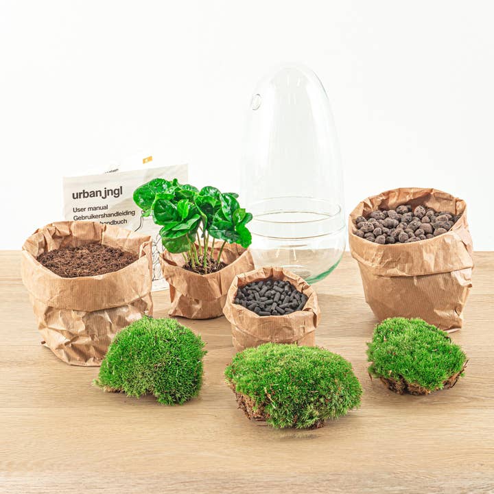 Oasis of Life - Vendita all'ingrosso Kit per lavoretti fai da te - Giardino in bottiglia Egg Coffea Arabica – Terrario fai-da-te – Altezza 25 cm – Mini-ecosistema autosufficiente – Include muschio, terra e pianta – Montaggio semplice in 5 passaggi – Per casa e ufficio3