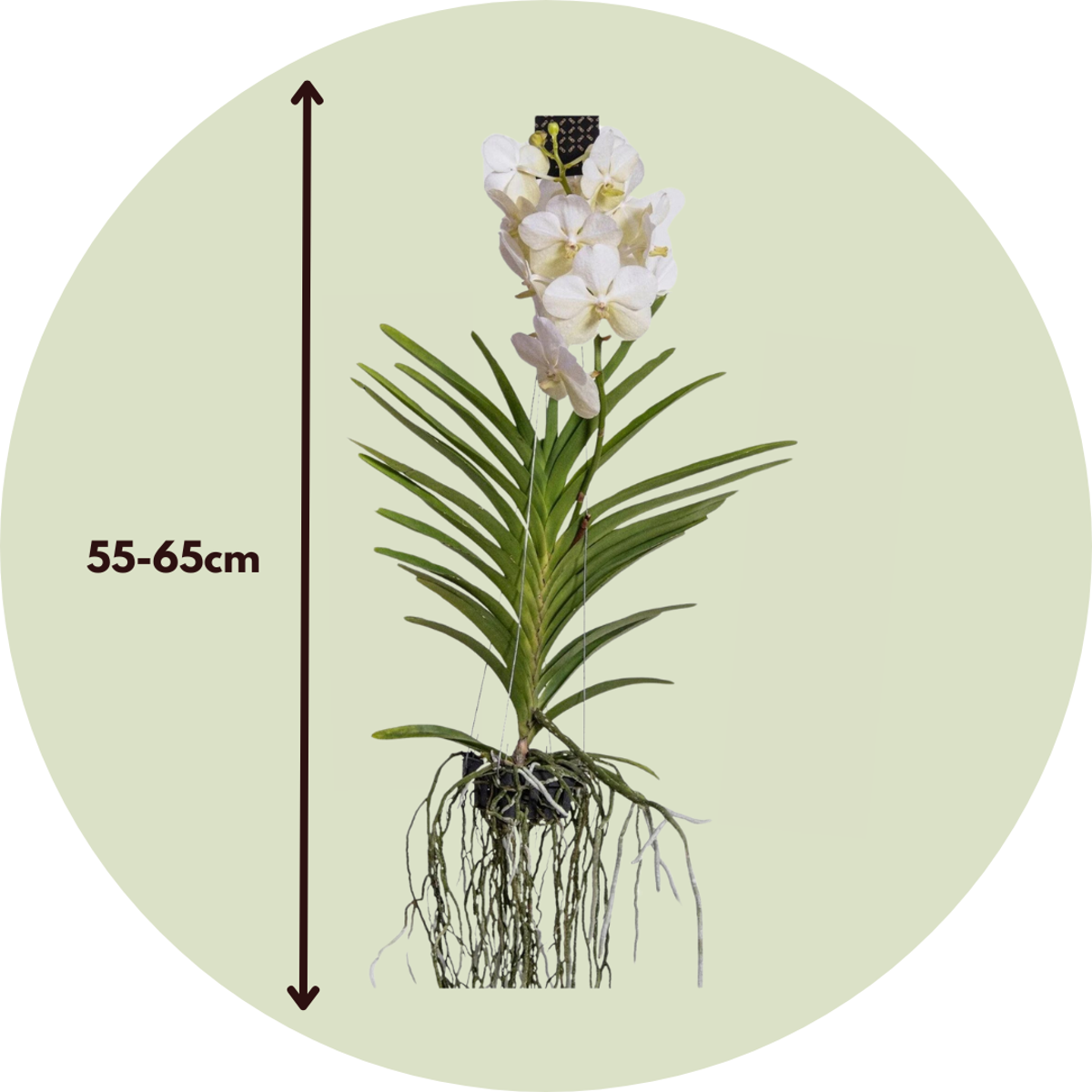 Oasis of Life - Wholesale Live Plant - Vanda Orchid – Vanda 'White' – Height 55–65cm – Exclusive orchid with white flowers – Tropical houseplant – Easy care & reblooming – Elegant decor for living room & office2