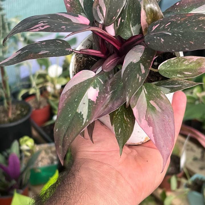 Pink Princess Philodendron | Variegated Houseplant | 4" for wholesale by Nanu's Nursery