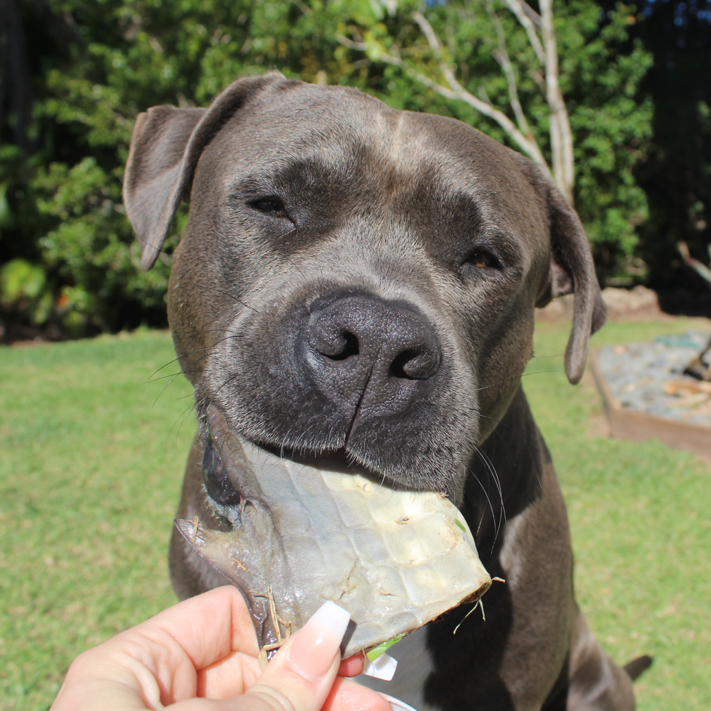 Rover Pet Products - Vente Friandises – chien - Sumthn' Fishee - Peau de requin3