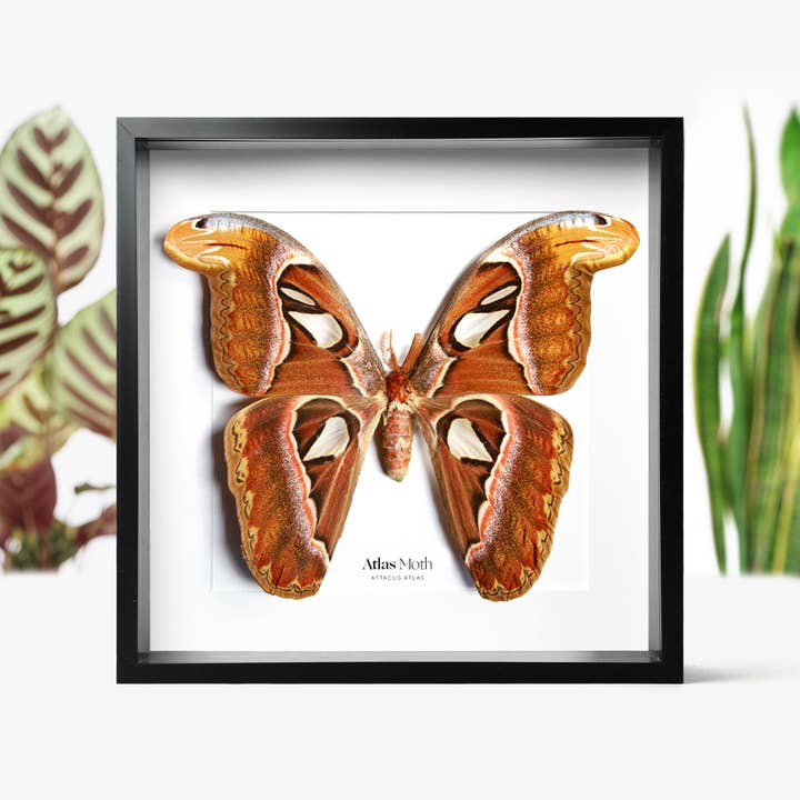 Curated Studio - Vendita all'ingrosso Decorazione da parete 3D - Cornice per imbalsamazione a forma di farfalla Atlas Moth
