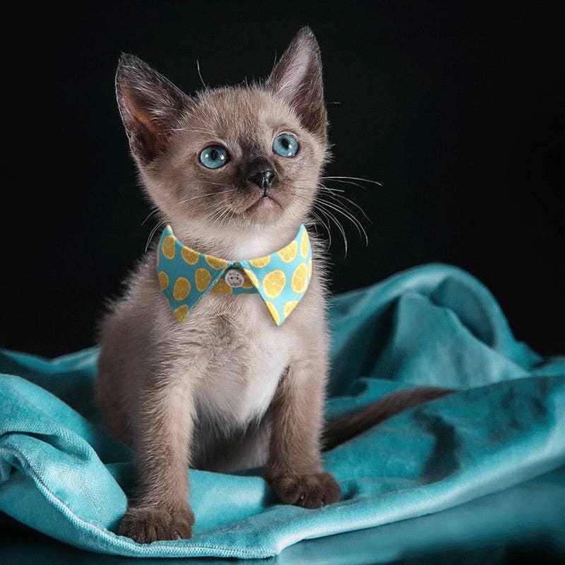 Cheerhunting - Wholesale Pet Collar - Cat - Mokka - Flowal Cat Collar8