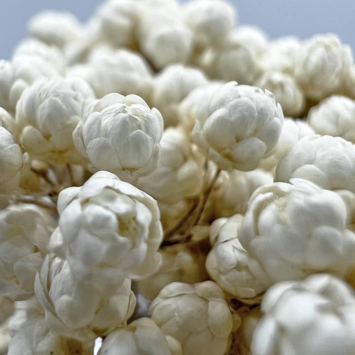 2626 Designs - Wholesale Dried/Pressed Flowers - Preserved Millet ,Rice Flower - Immortelle Flower,Ozothamnu