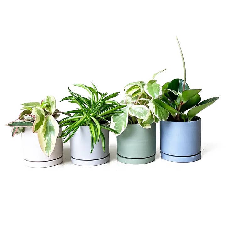 Chive - Vente Pot - Pots de jardinière Dojo avec drainage, pots de 3 pouces8