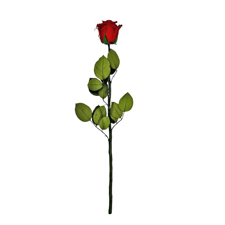 2626 Designs - Wholesale Dried/pressed flowers - 12, 16 Inch Long Premium Preserved Real Red / White Roses