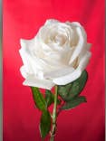 White Rose Flower for wholesale by jungle brands ltd